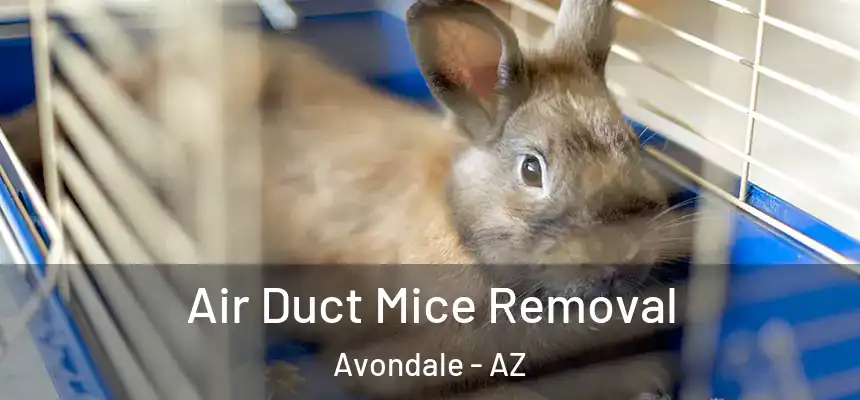 Air Duct Mice Removal Avondale - AZ